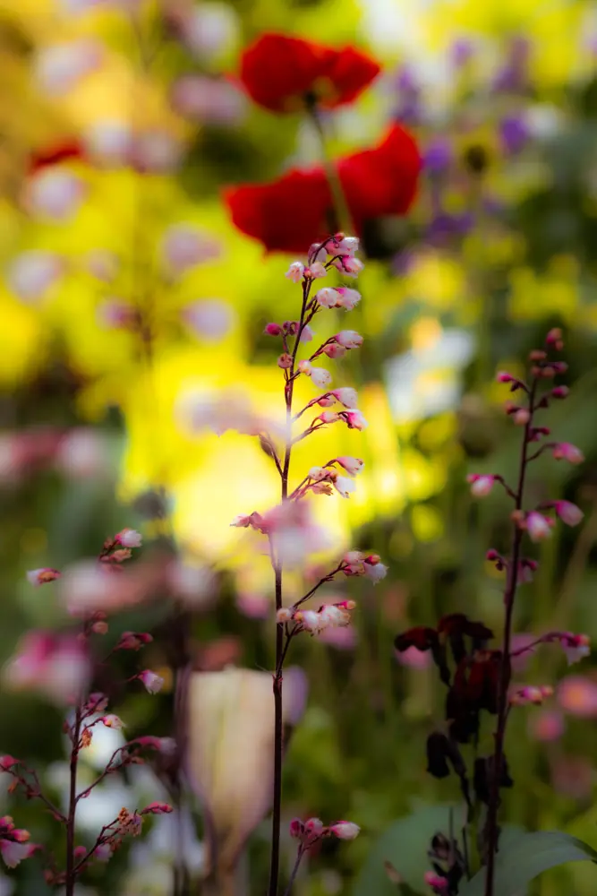 Photographie 4