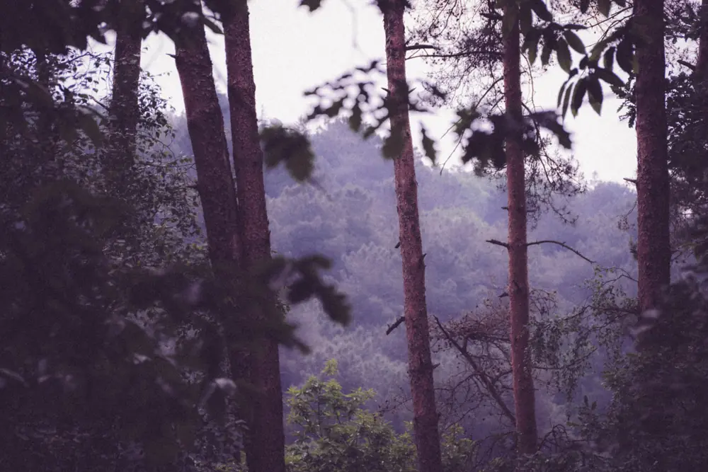 Photographie 8